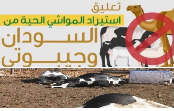 خطر أستيراد الماشية الحية من السودان