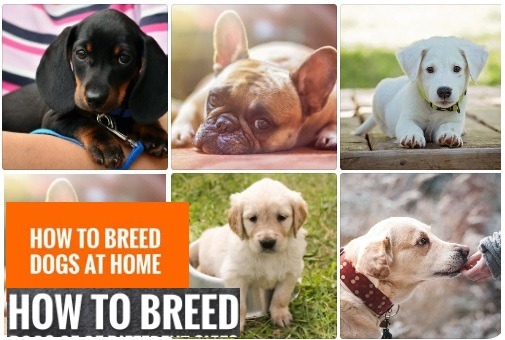 How to breed dogs at home