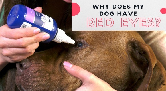 Causes of dog eye diseases